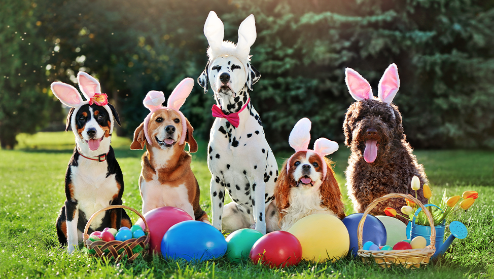 Ask Dr. Jenn: How can I keep my pets safe during Easter festivities?